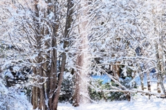 Snow Shower*