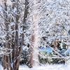 Snow Shower*