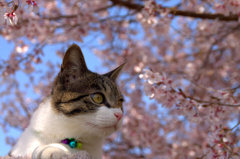 お花見(sora) 2013