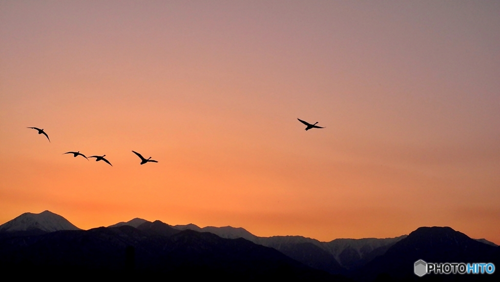 安曇野夕景（白鳥と）*