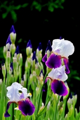 庭の花2025 (ジャーマンアイリス)