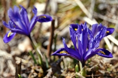 庭の花2019（ミニアイリス）