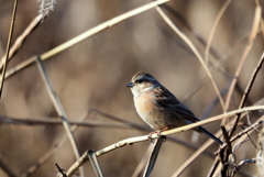 ホオジロ♀