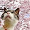 わが家の桜と　(sora)
