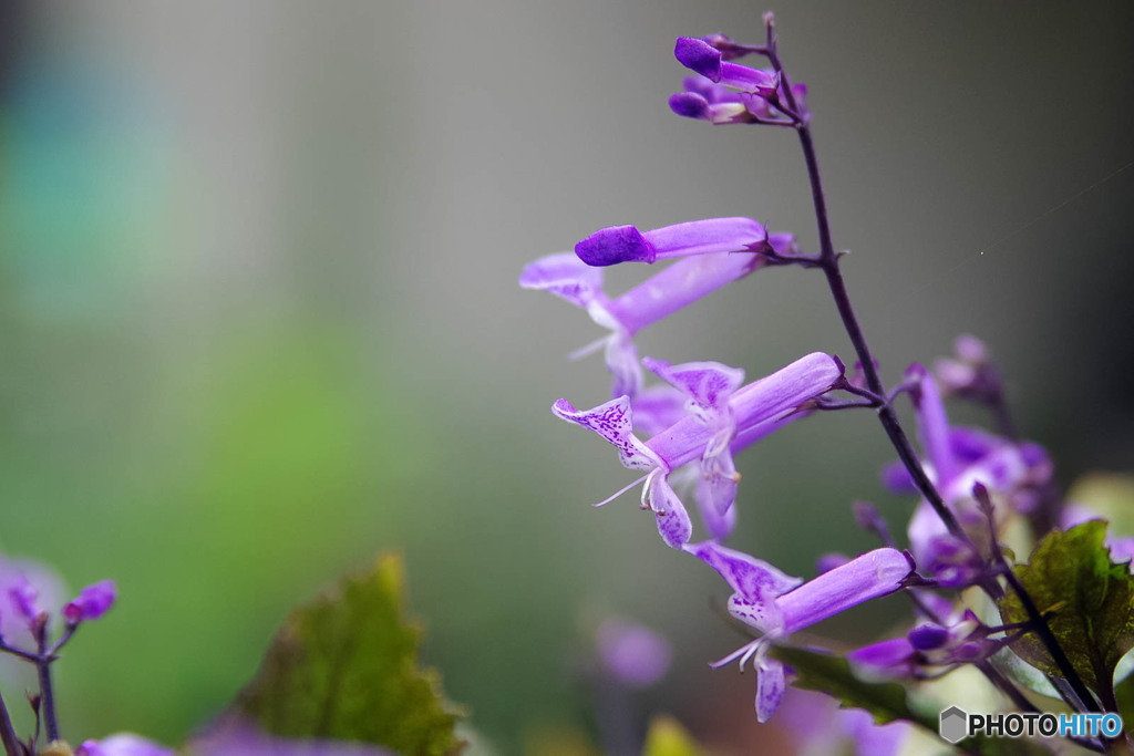 庭の花