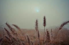 morning mist