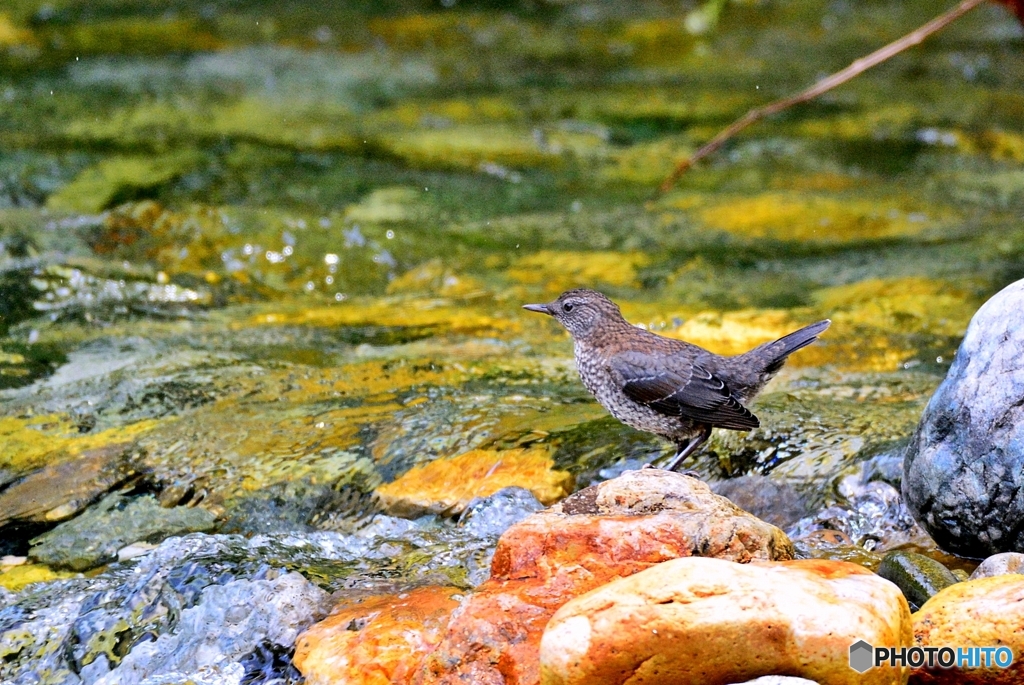 カワガラス