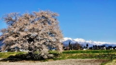 須沼の一本桜
