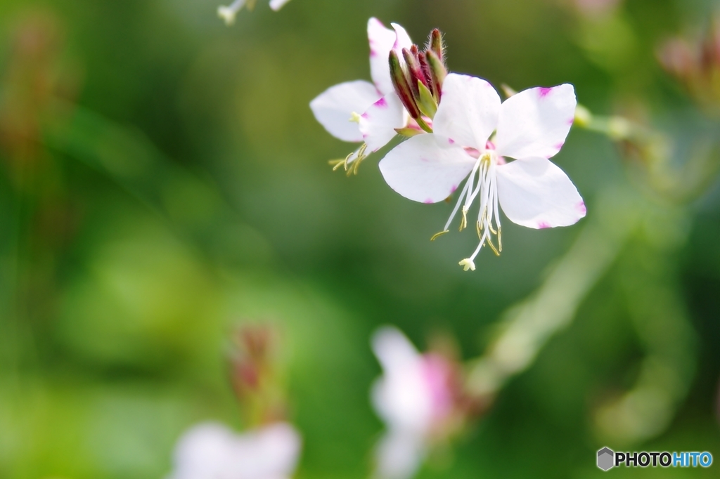 庭の花（ガウラ）