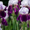 庭の花2020（ジャーマンアイリス）