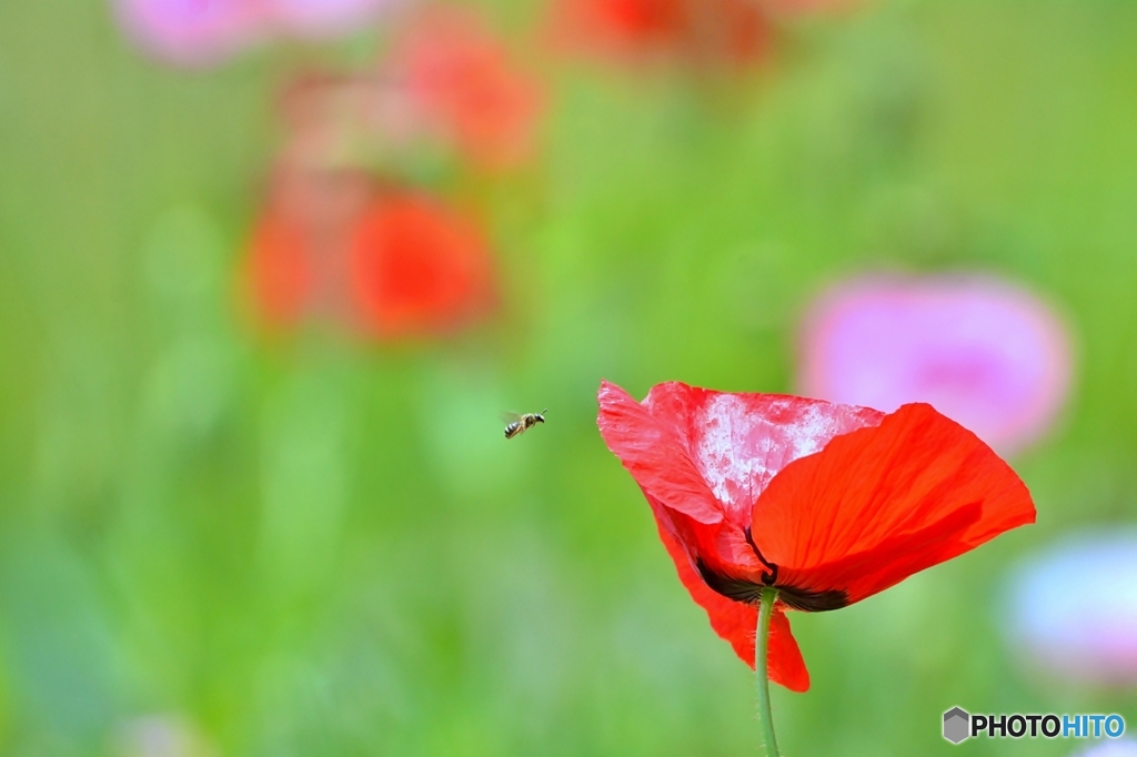 庭の花