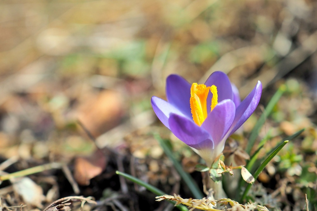 庭の花2023（クロッカス）