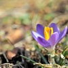 庭の花2023（クロッカス）