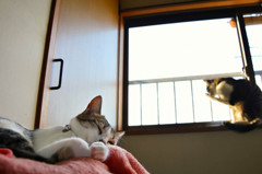 目覚めとまどろみ