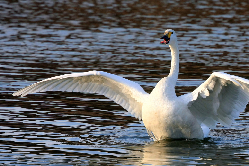 Flapping of wings