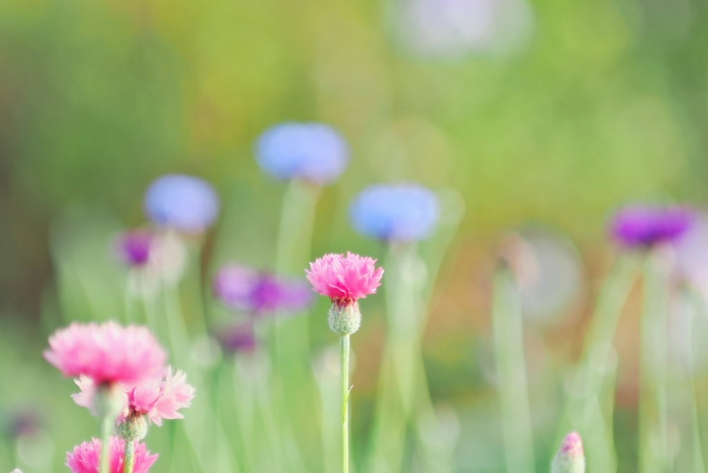 庭の花2024（ヤグルマギク）