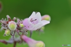 庭の花