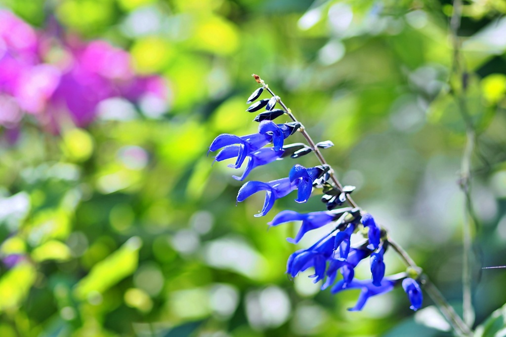 庭の花2023（メドーセージ）