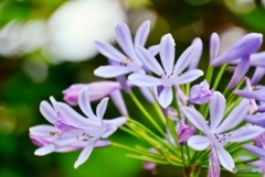 庭の花 （アガパンサス）