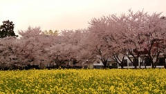 菜の花と