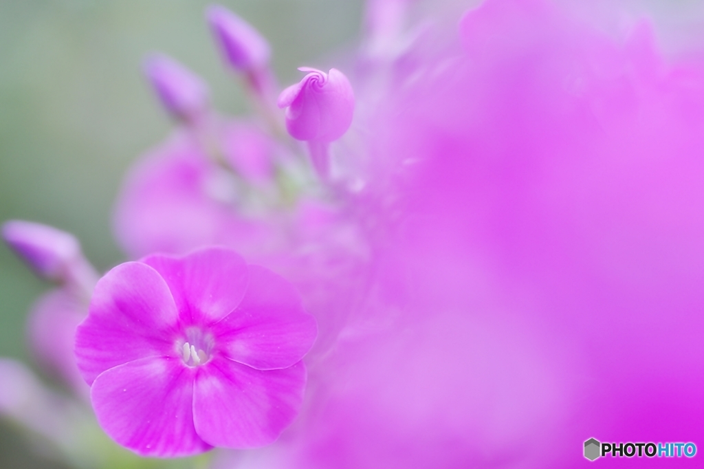 庭の花