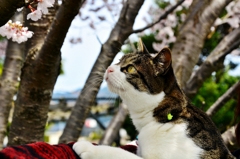 桜って