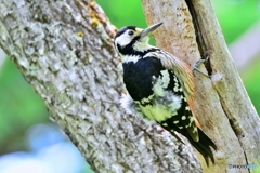 オオアカゲラ♀