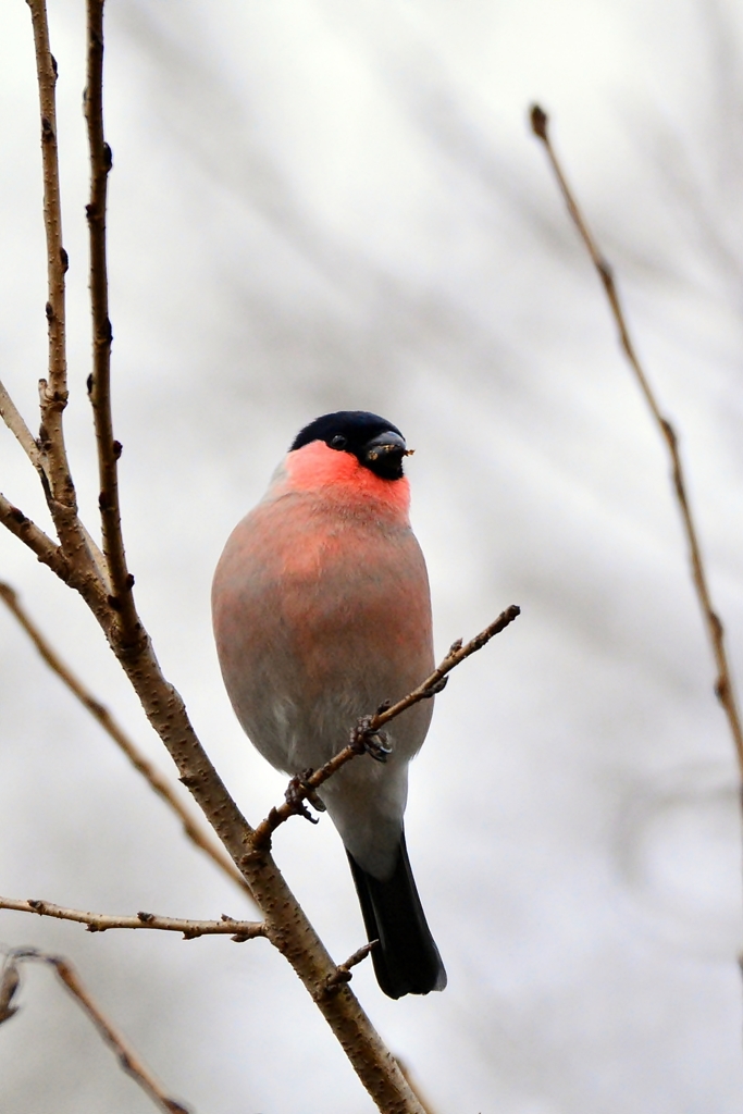 ウソ♂