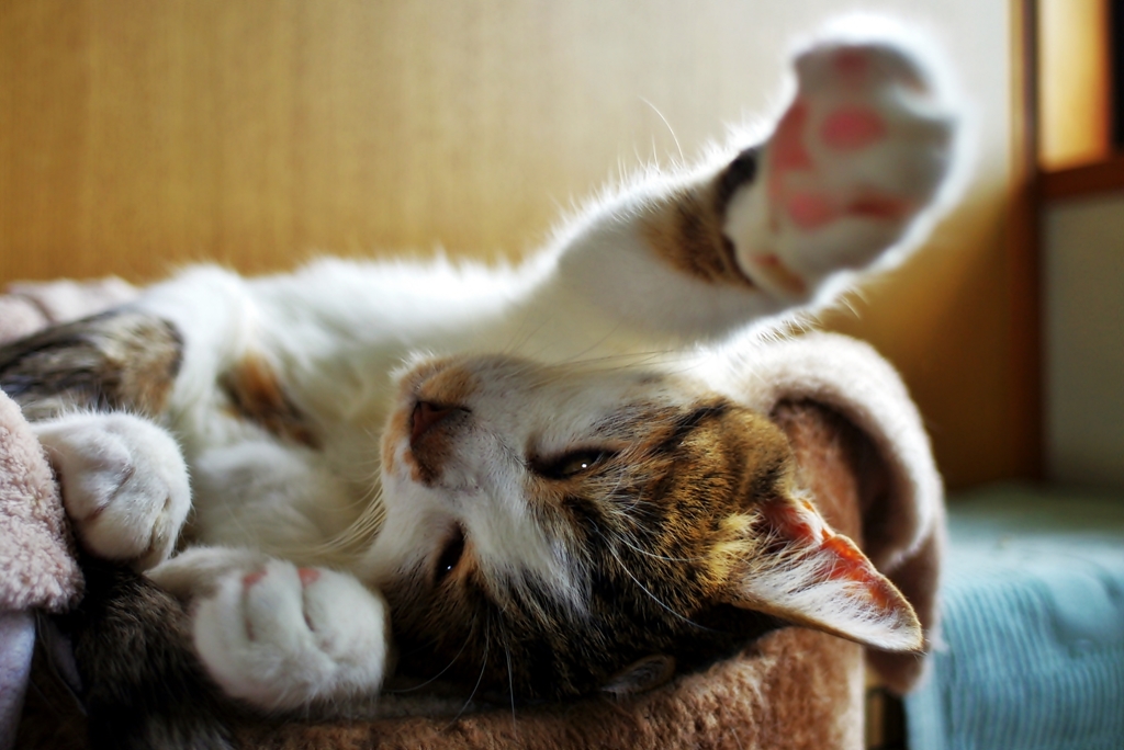 ふわわ～　（カワイイ寝）