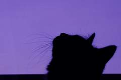 Silhouette