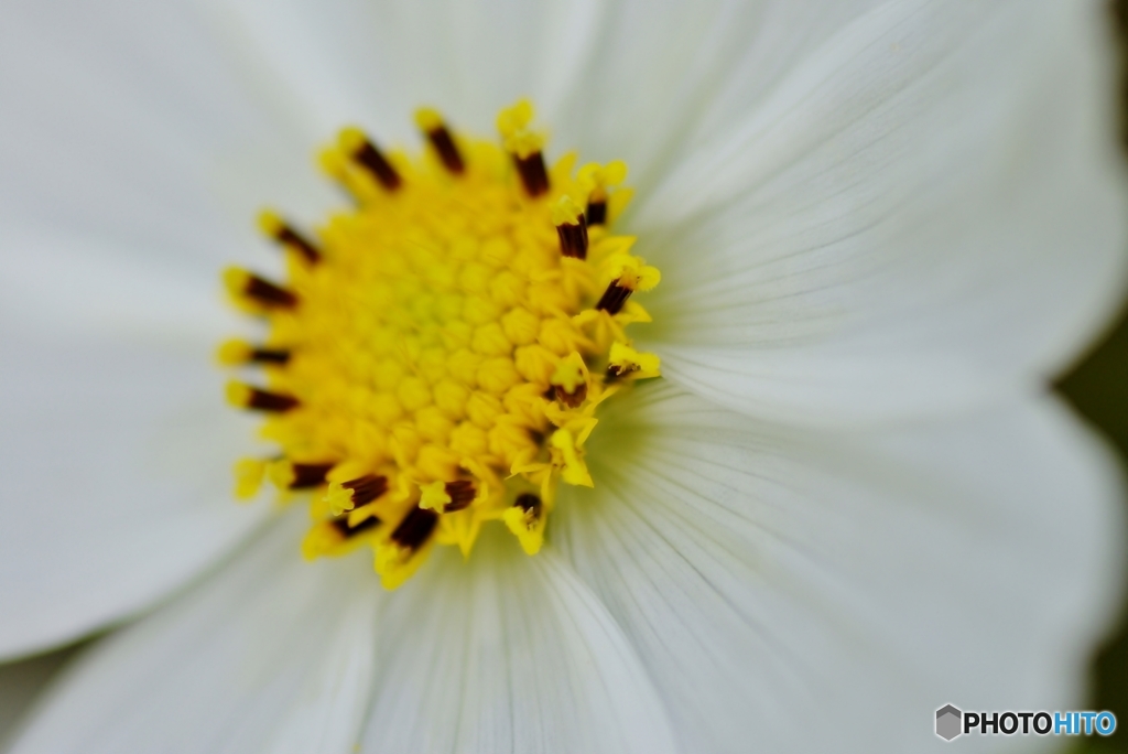 庭の花（コスモス）