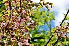 7月の桜（標高1,900m）