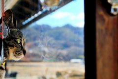 まなざし (shima)