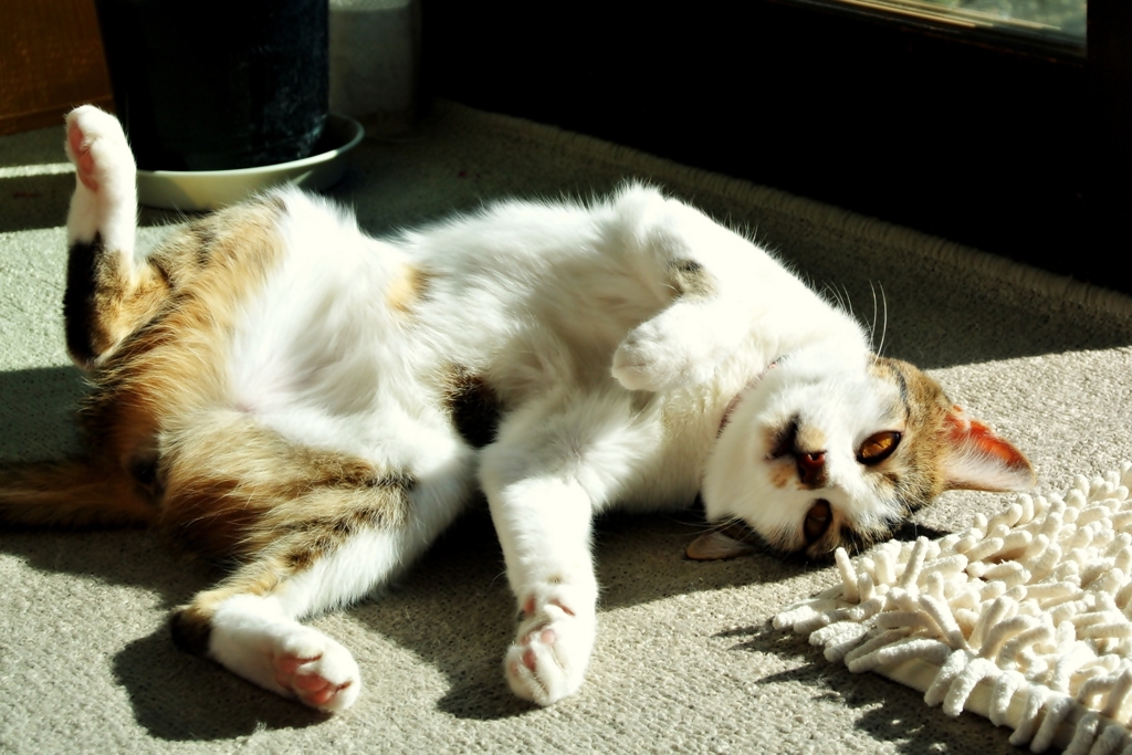 Sunny side