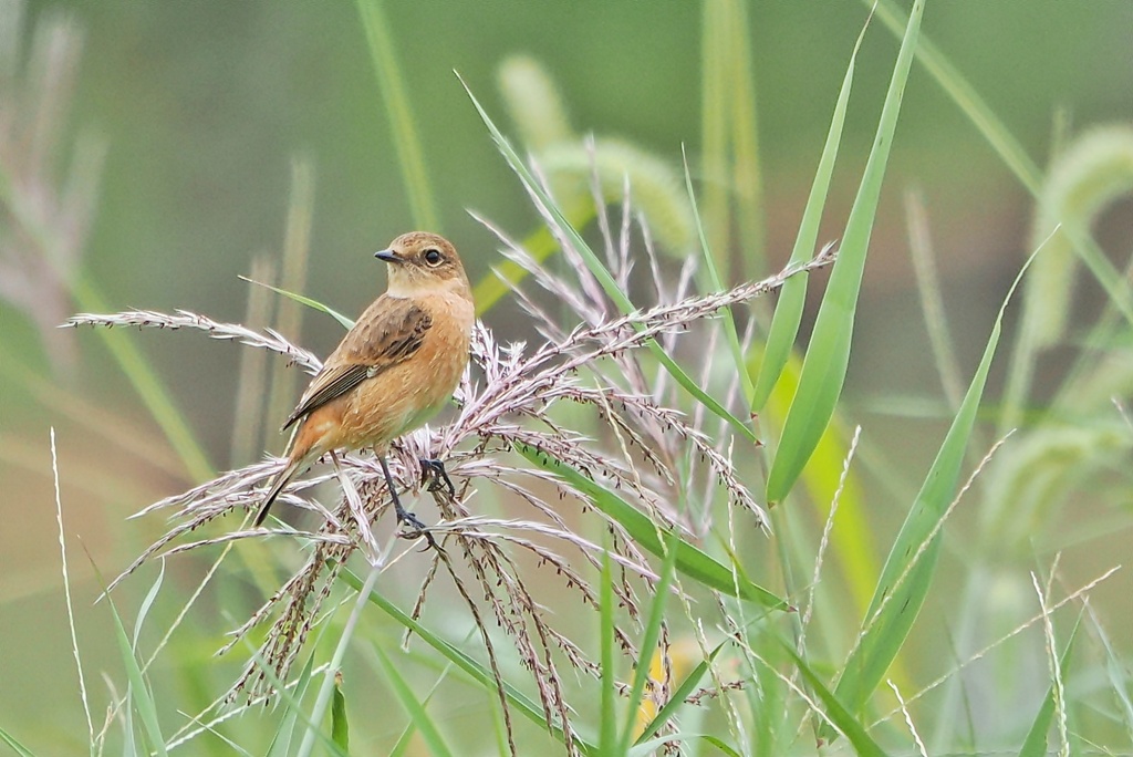 ノビタキ♀