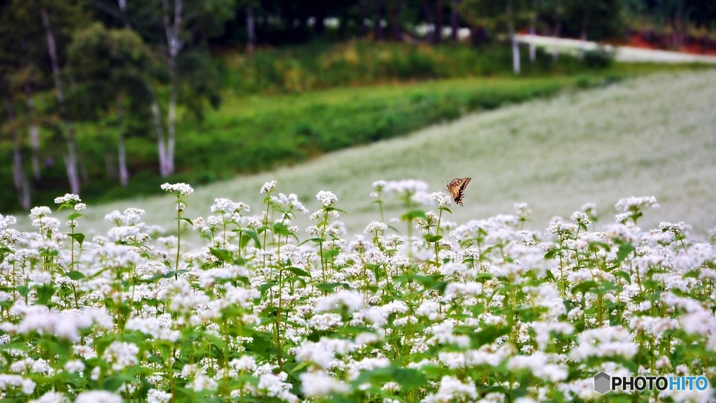 蕎麦の花と