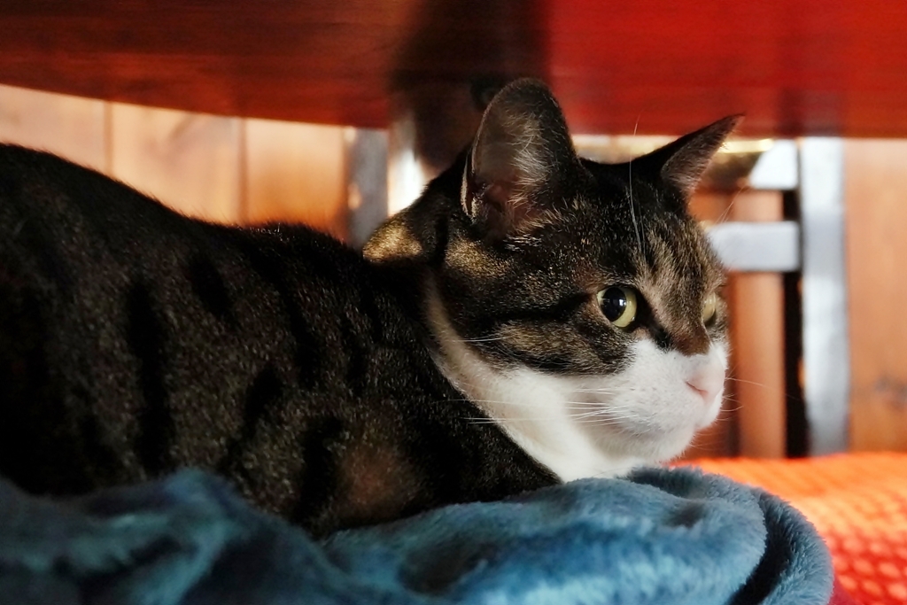 僕はココにいる　(元旦の猫　sora)