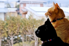 見張り隊 (rai & chata)