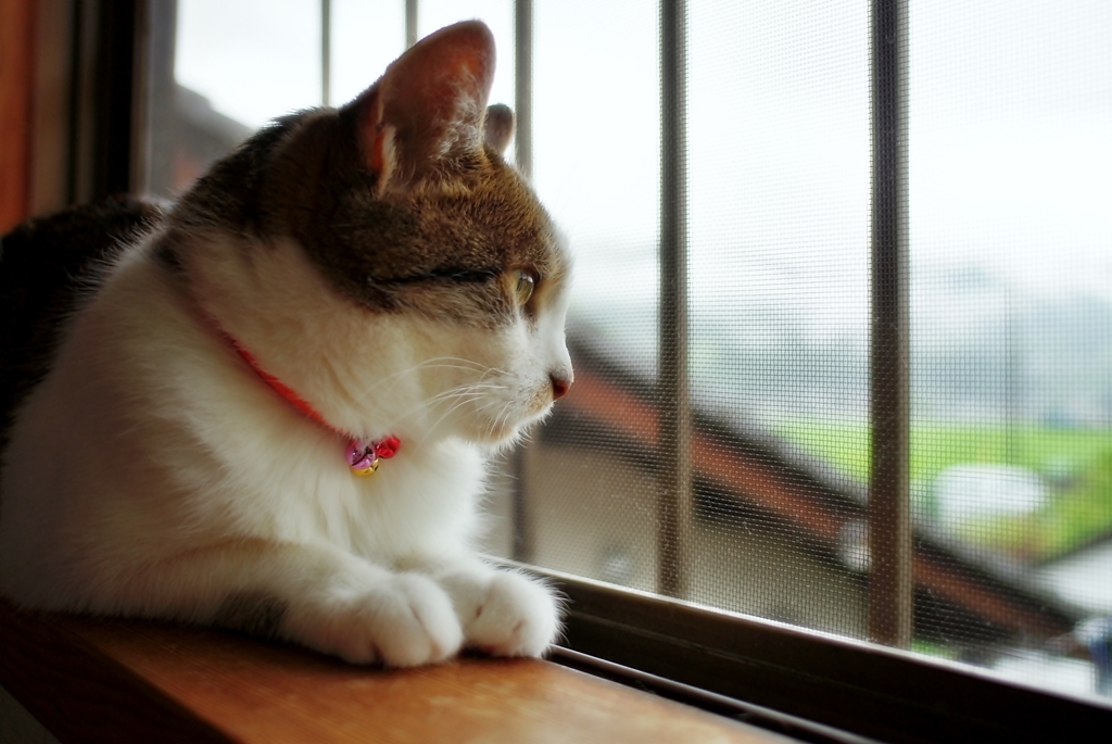 雨の日に