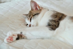 ペロリン