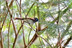 サンコウチョウ♂