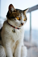 Stared (goma)