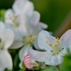 庭の花2019（リンゴ）