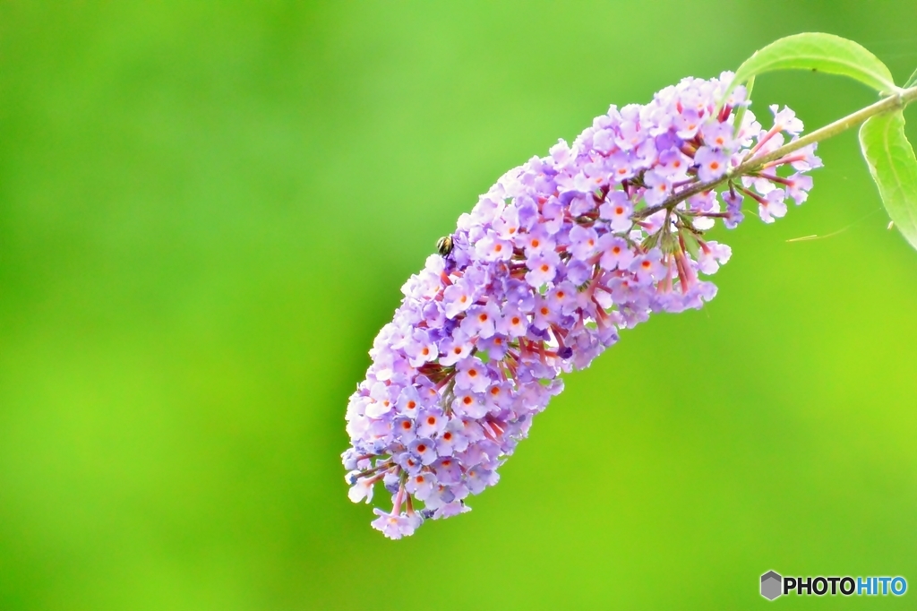 Summer lilac