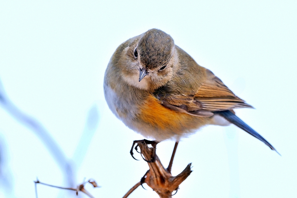 ルリビタキ♀