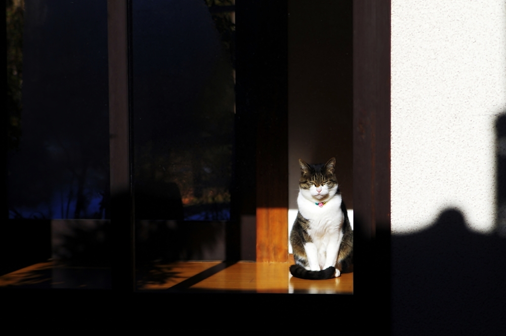 陽だまり猫