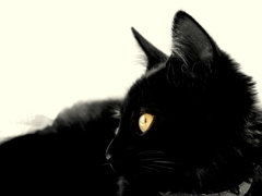 Golden Eye