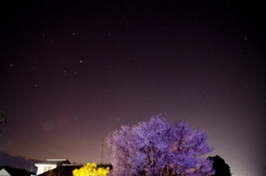 Sakura　Night