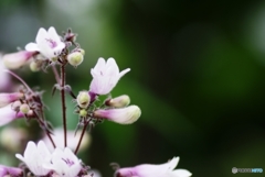 庭の花 （ペンステモン）