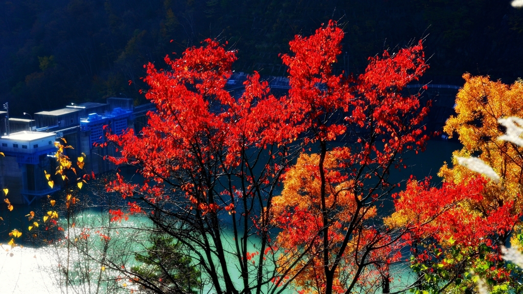 Autumnal leaves (2/6)